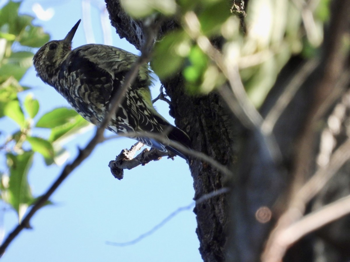 Yellow-bellied Sapsucker - ML642851620