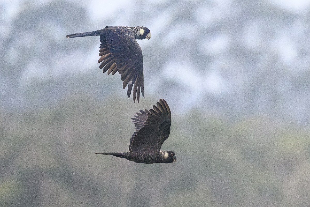 Baudin's Black-Cockatoo - ML642851621