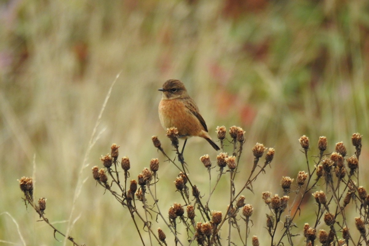 European Stonechat - ML642851625
