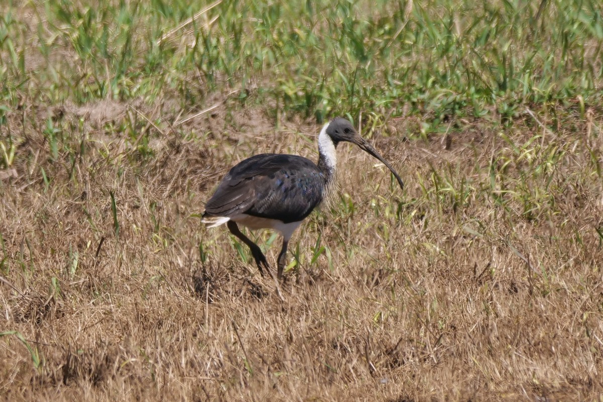 Straw-necked Ibis - ML642851626