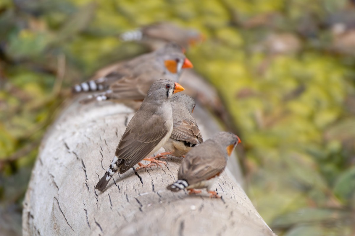 Zebra Finch (Australian) - ML642851627