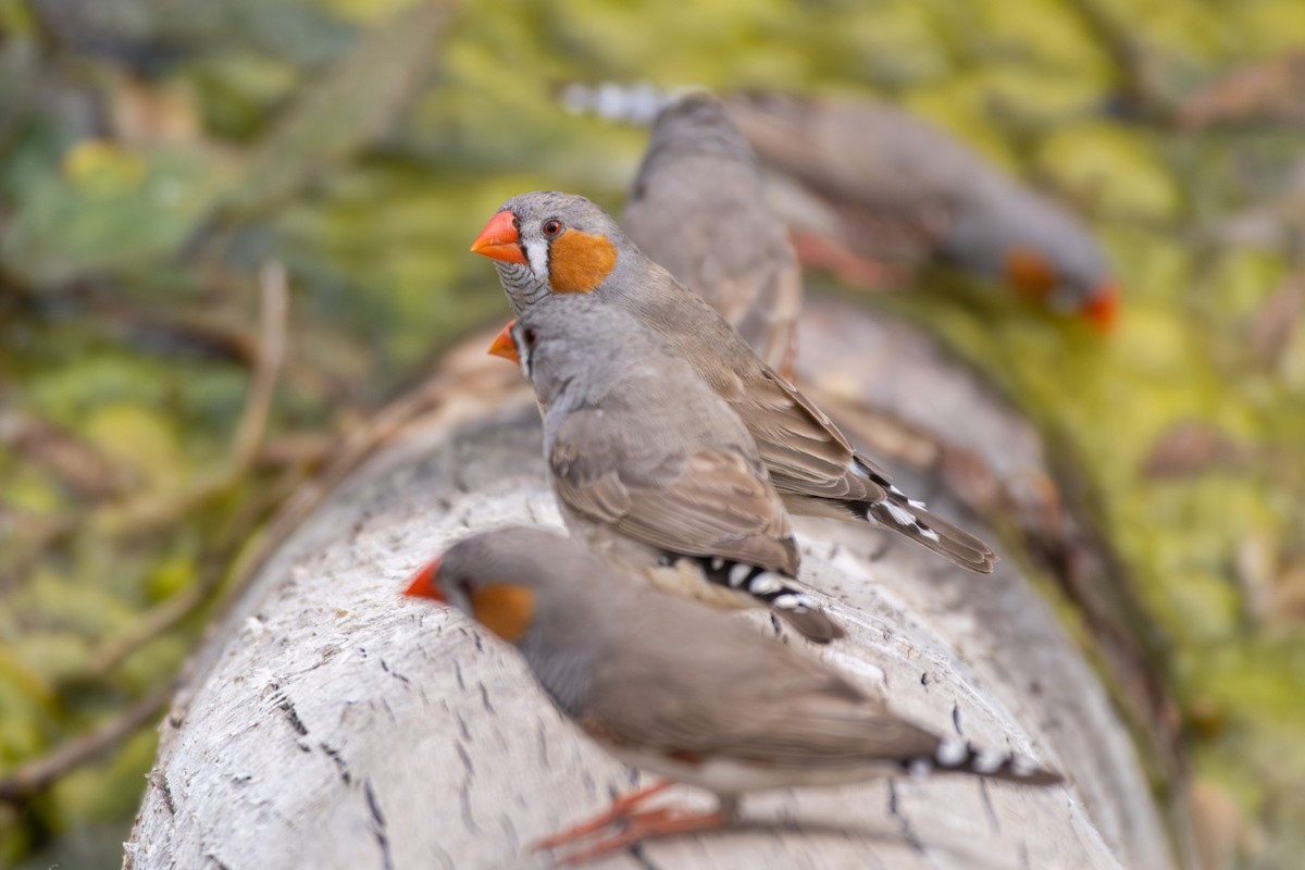 Zebra Finch (Australian) - ML642851628