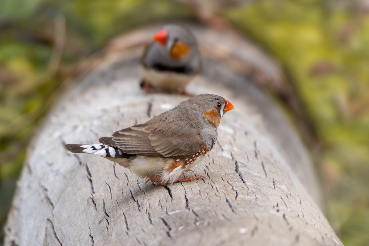Zebra Finch (Australian) - ML642851629