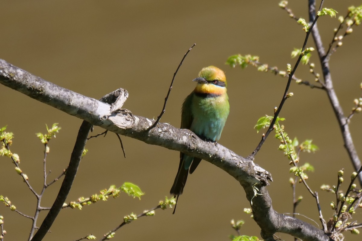 Rainbow Bee-eater - ML642851630