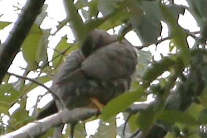 Band-tailed Pigeon - ML642851631
