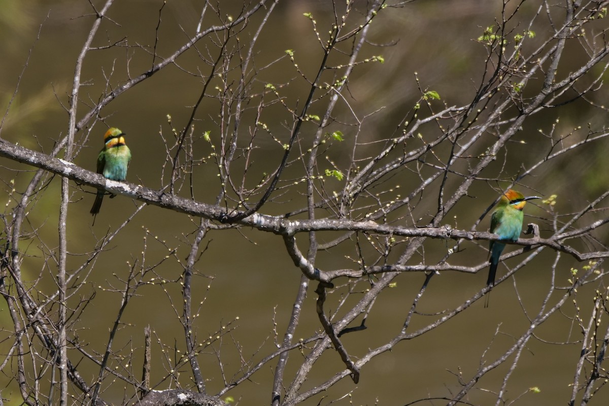 Rainbow Bee-eater - ML642851632