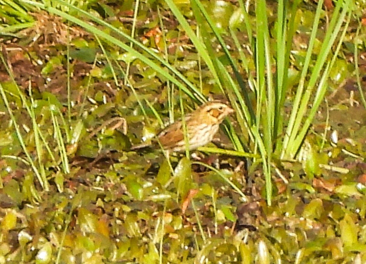 Henslow's Sparrow - ML642851633