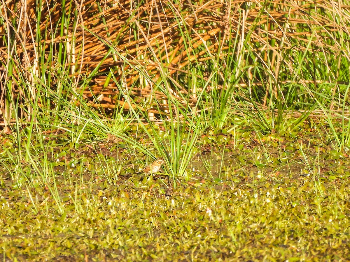 Henslow's Sparrow - ML642851634