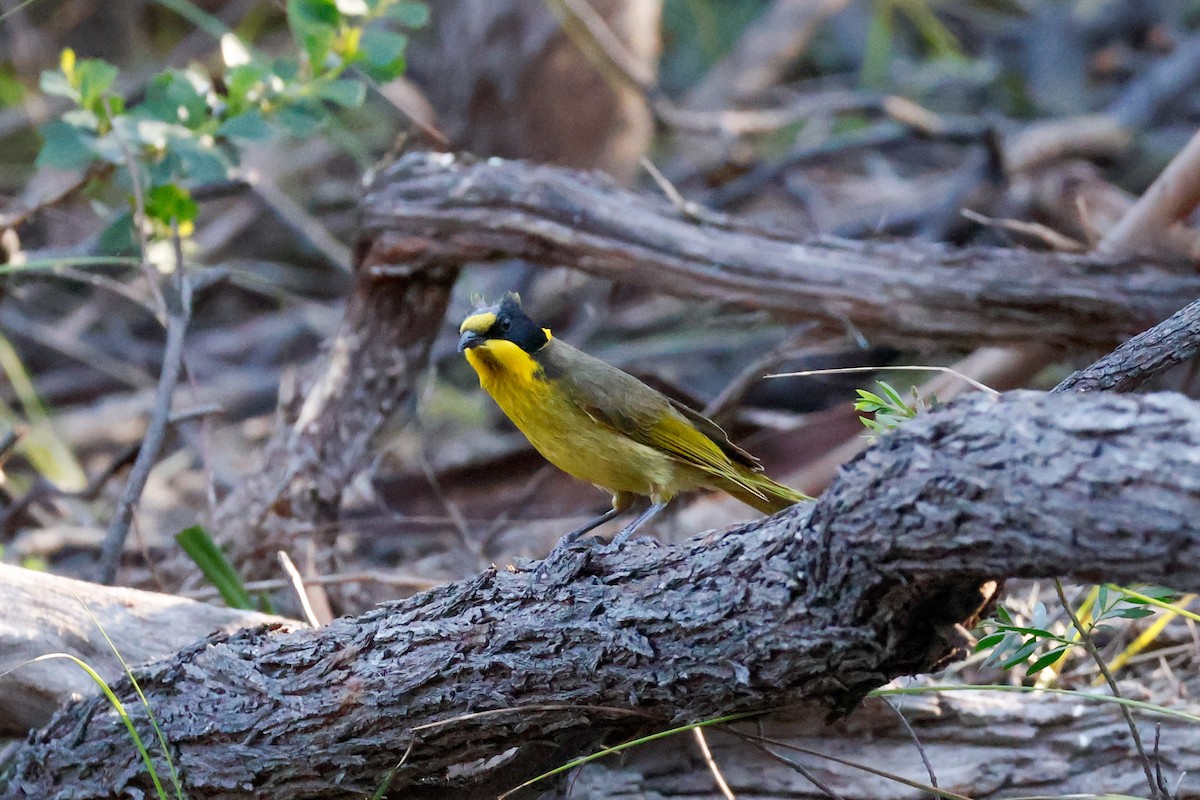 Yellow-tufted Honeyeater - ML642851636