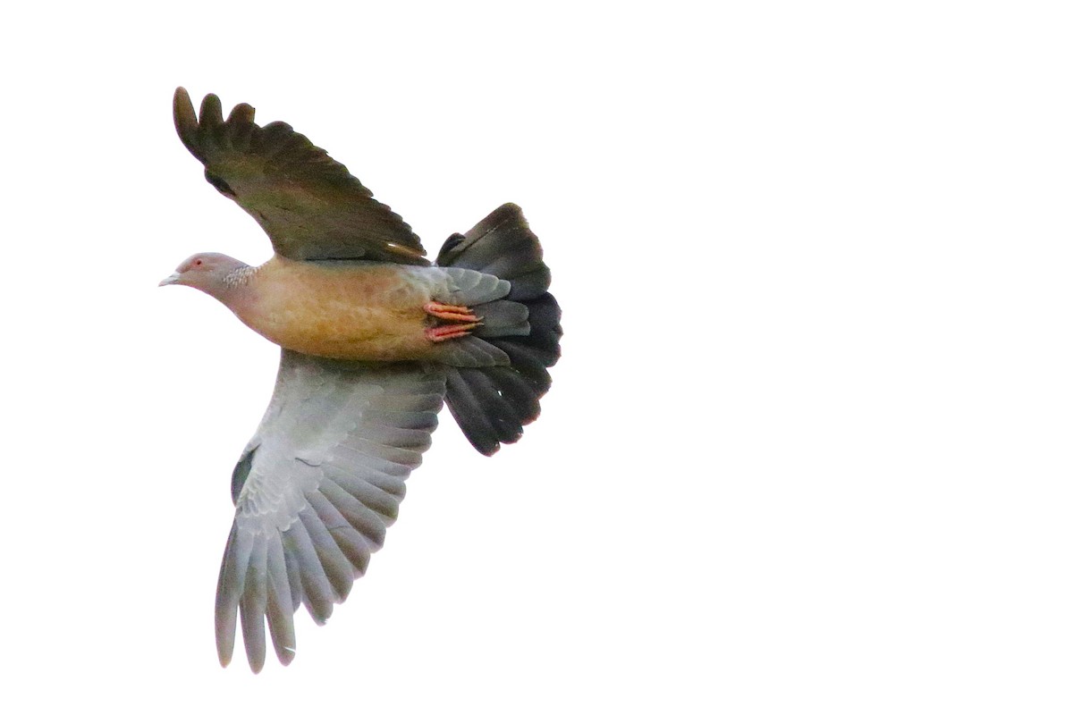 Picazuro Pigeon - ML642851637