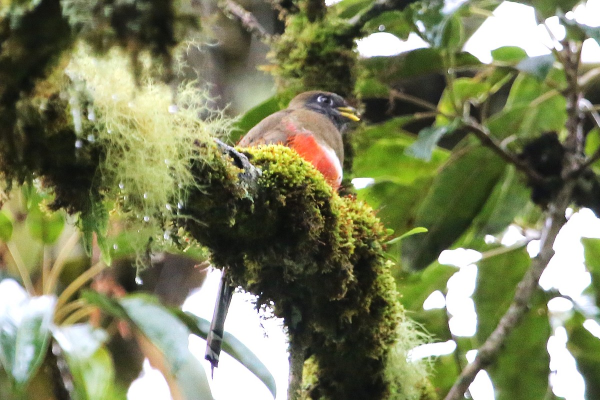 Collared Trogon - ML642851638