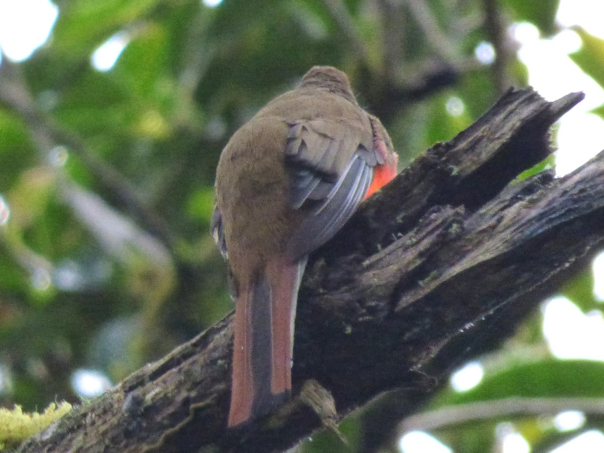 Collared Trogon - ML642851641