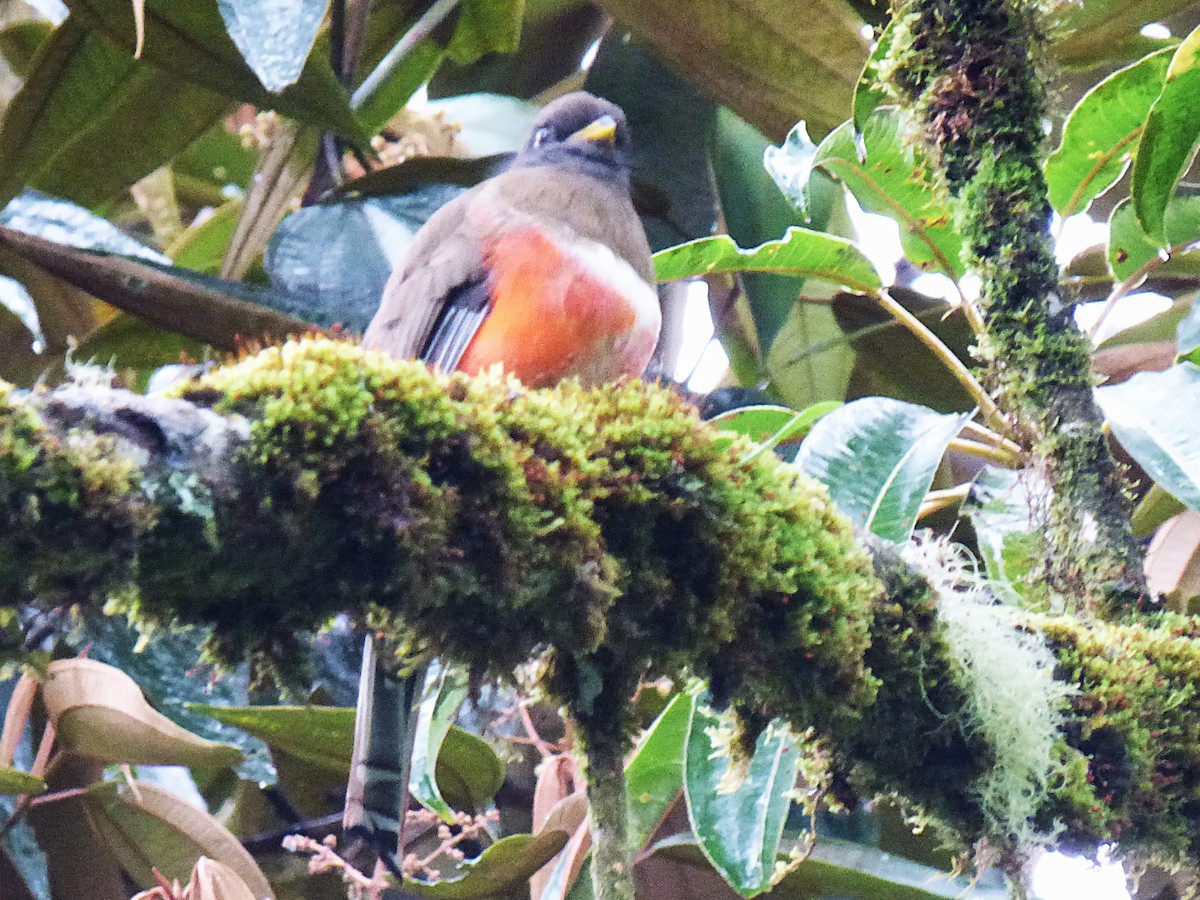 Collared Trogon - ML642851643