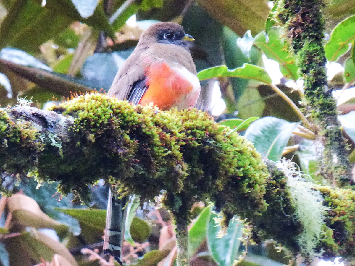 Collared Trogon - ML642851644