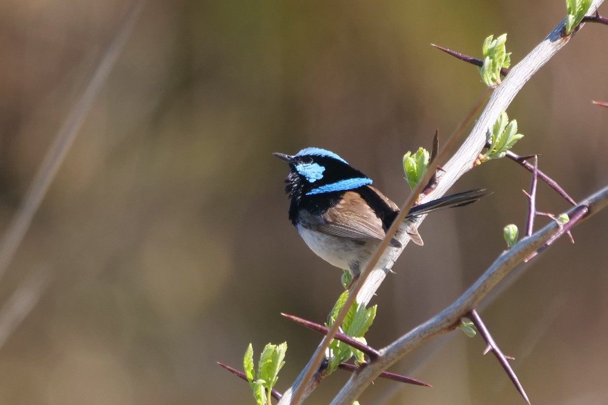 Superb Fairywren - ML642851645