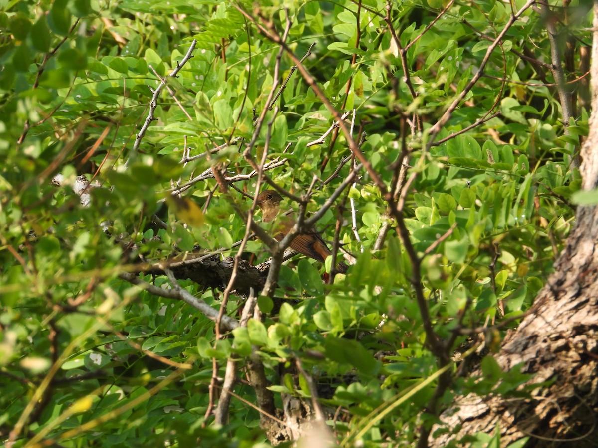 Blue-and-white Flycatcher - ML642851646