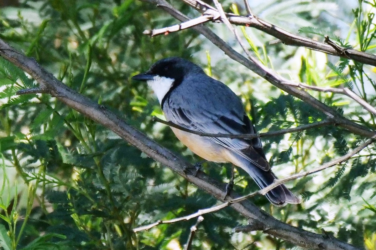 Rufous Whistler - ML642851650