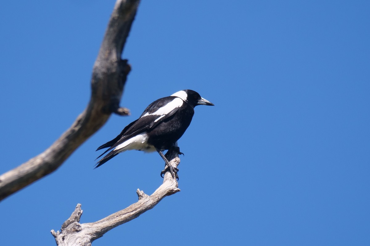 Australian Magpie - ML642851653
