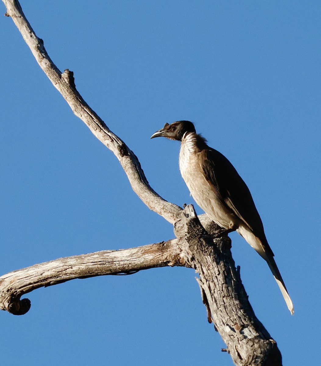 Noisy Friarbird - ML642851654