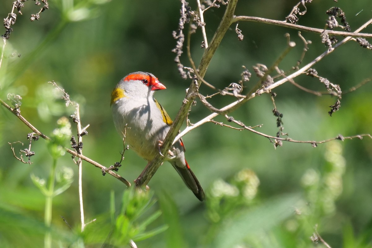 Red-browed Firetail - ML642851657