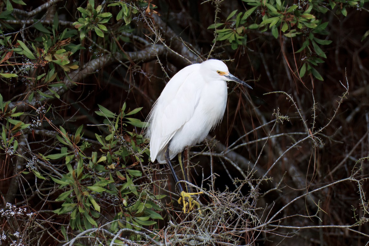 Snowy Egret - ML642851658