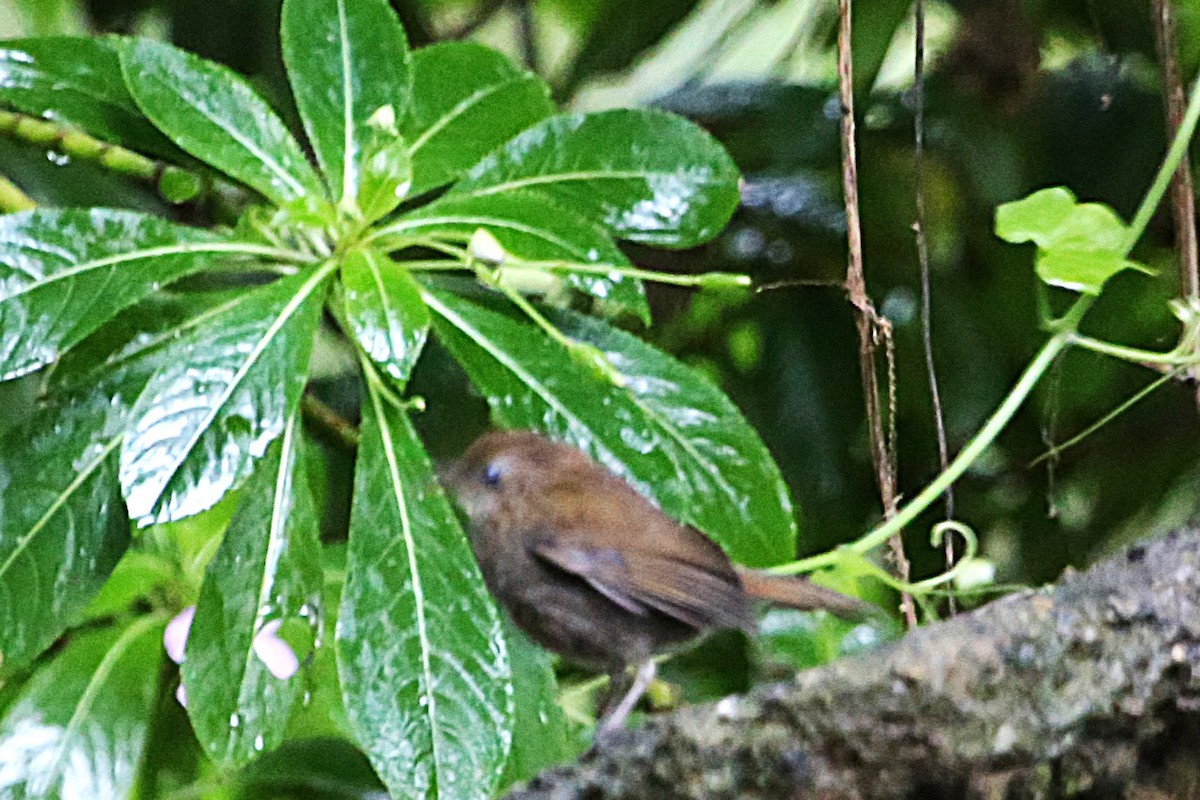 Ruddy-capped Nightingale-Thrush - ML642851662