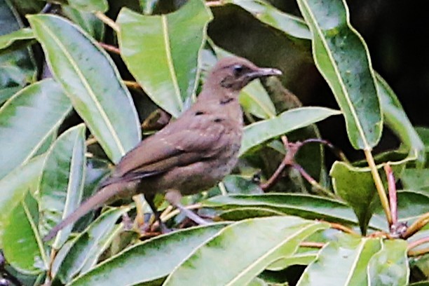 Mountain Thrush - ML642851675