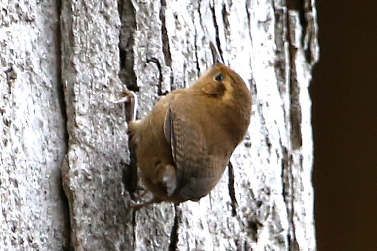 Ochraceous Wren - ML642851686