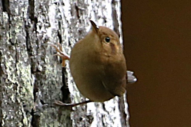 Ochraceous Wren - ML642851687