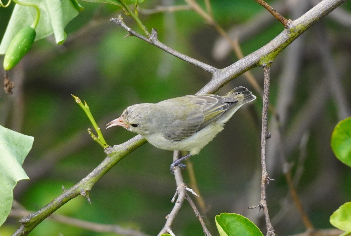 Pale-billed Flowerpecker - ML642851689