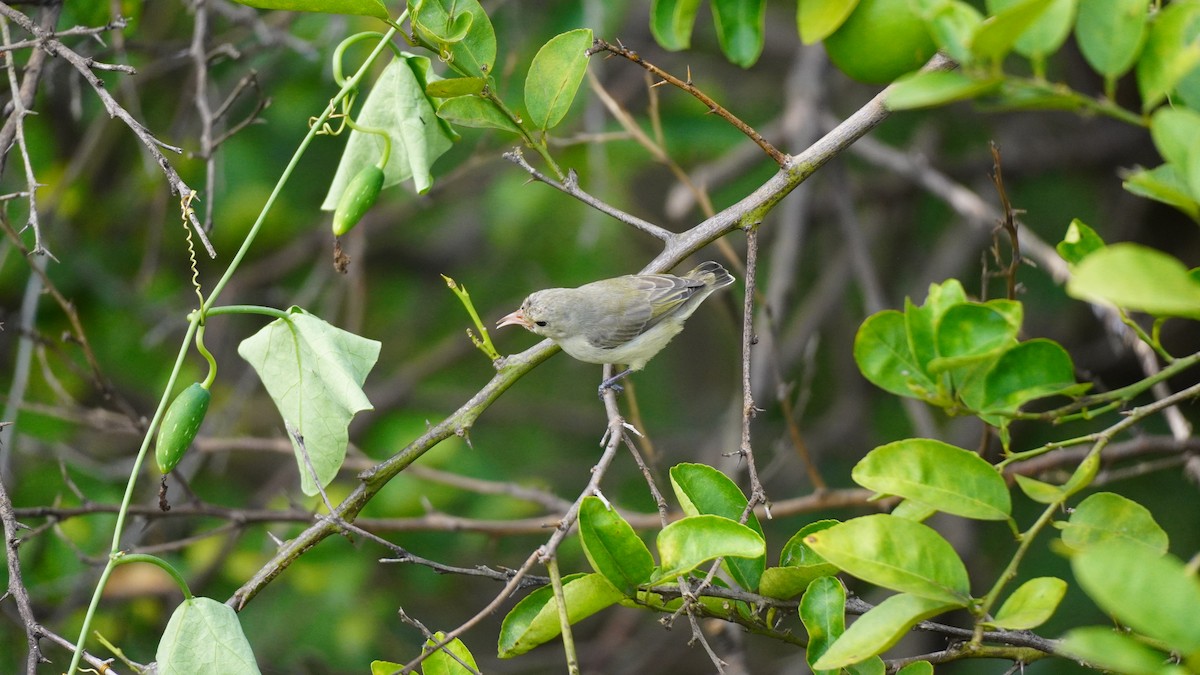 Pale-billed Flowerpecker - ML642851691
