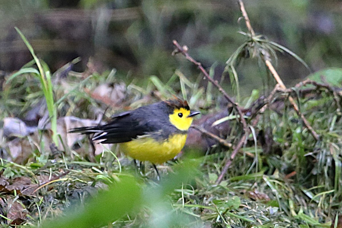 Collared Redstart - ML642851692