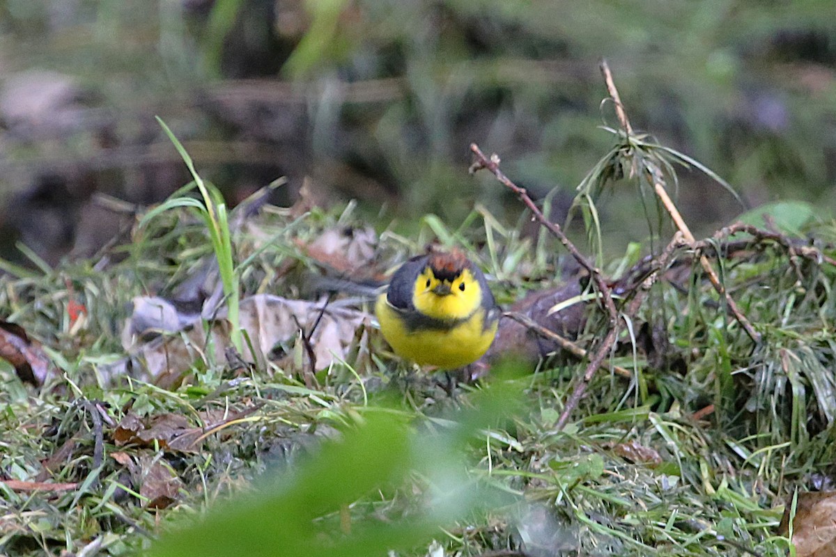Collared Redstart - ML642851693