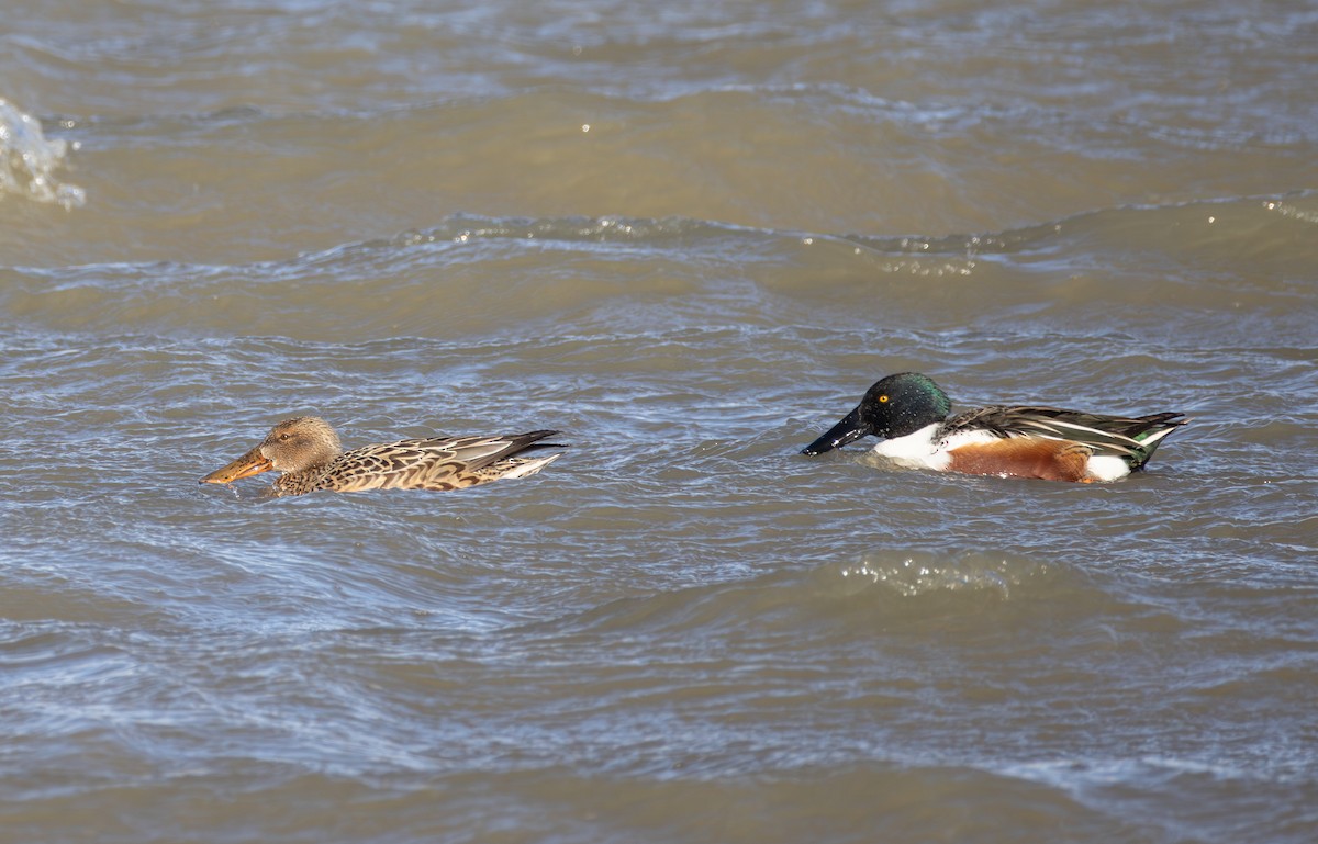 Northern Shoveler - ML642851695