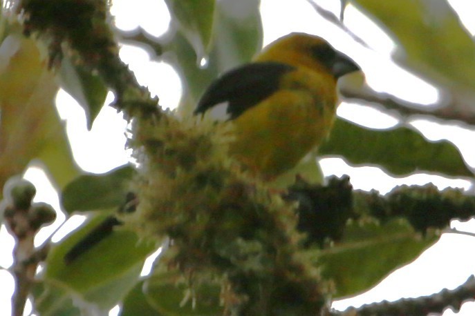 Black-thighed Grosbeak - ML642851699