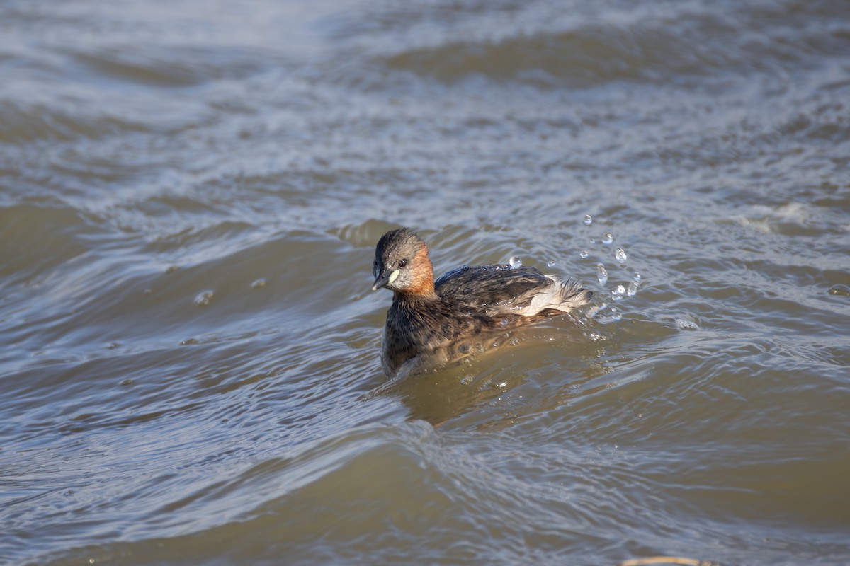 Little Grebe - ML642851703