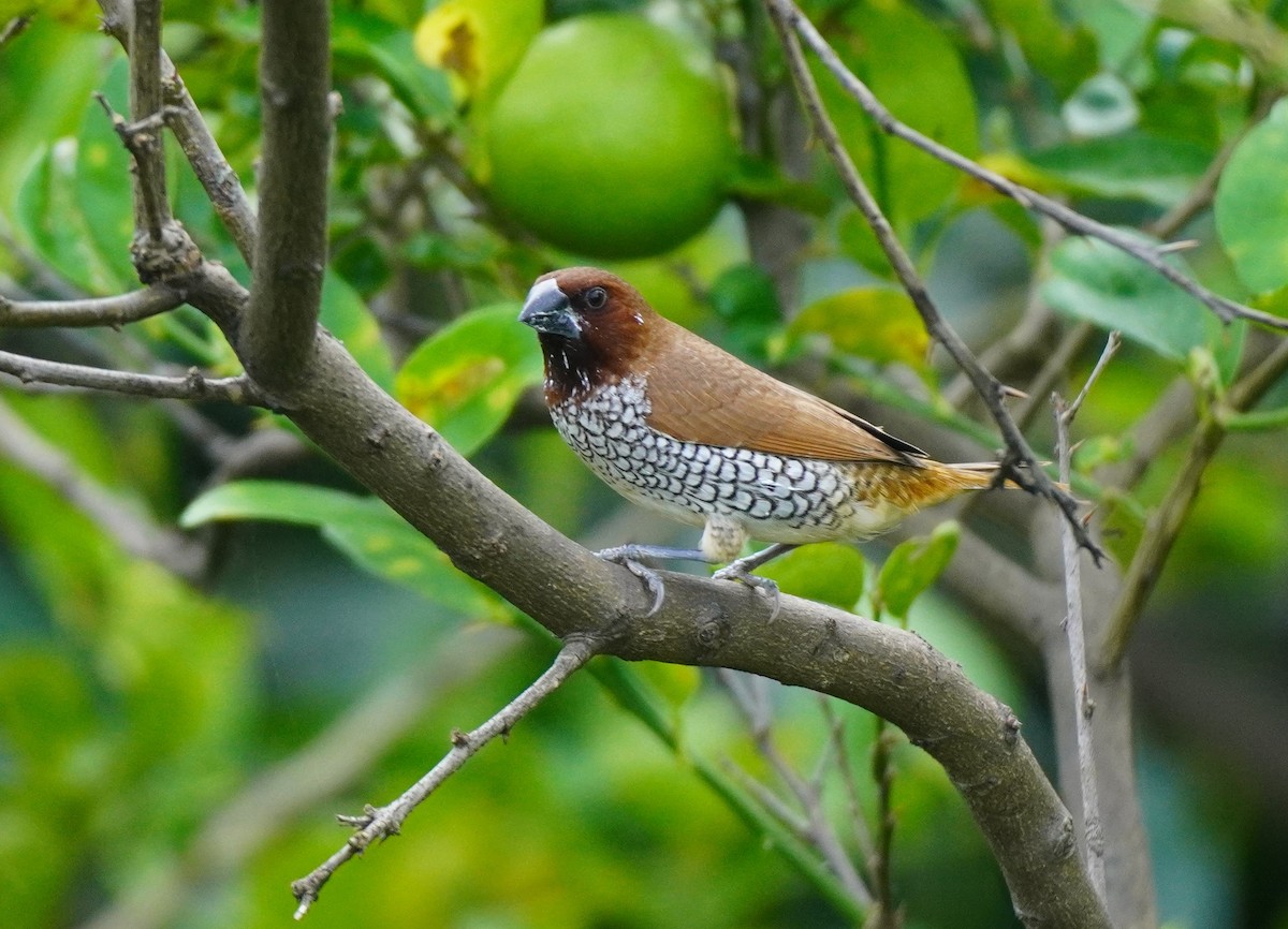 Scaly-breasted Munia - ML642851705
