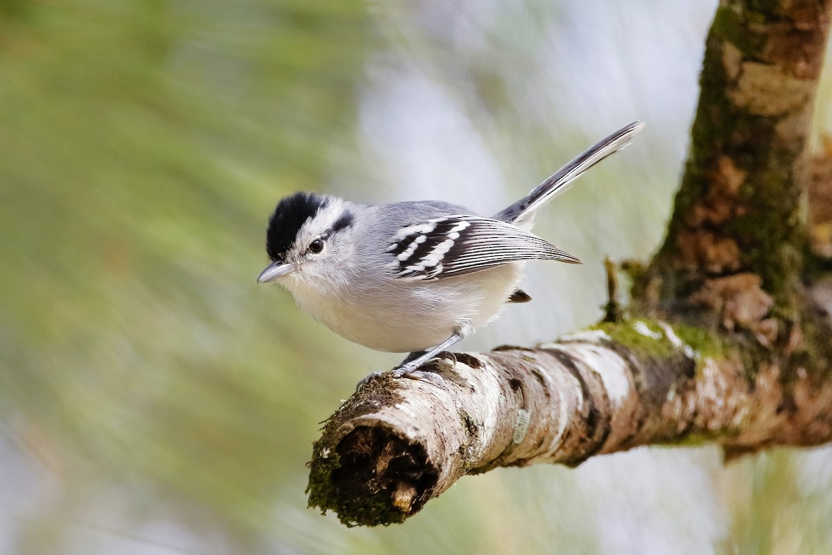 Black-capped Antwren - ML642851706