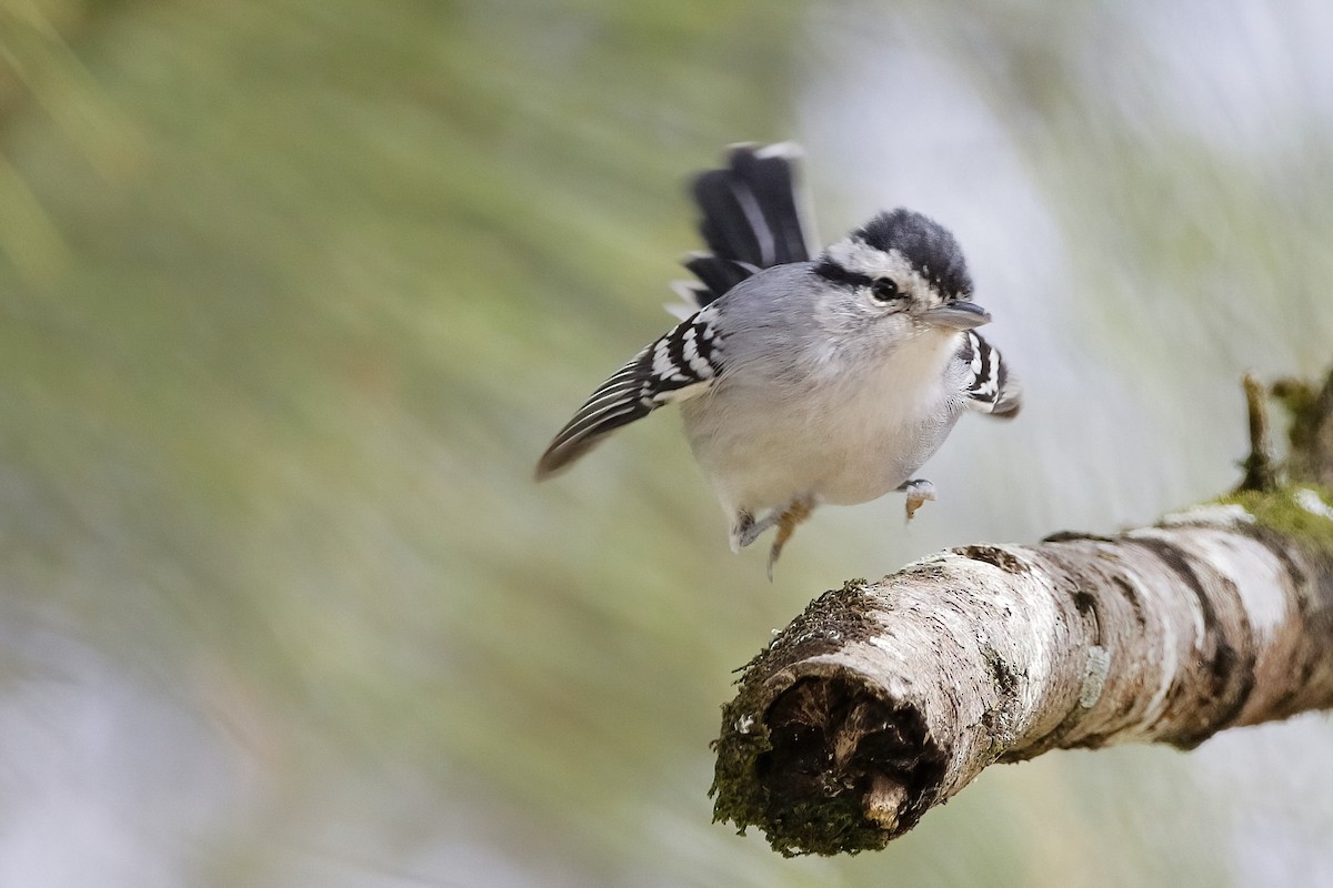 Black-capped Antwren - ML642851707