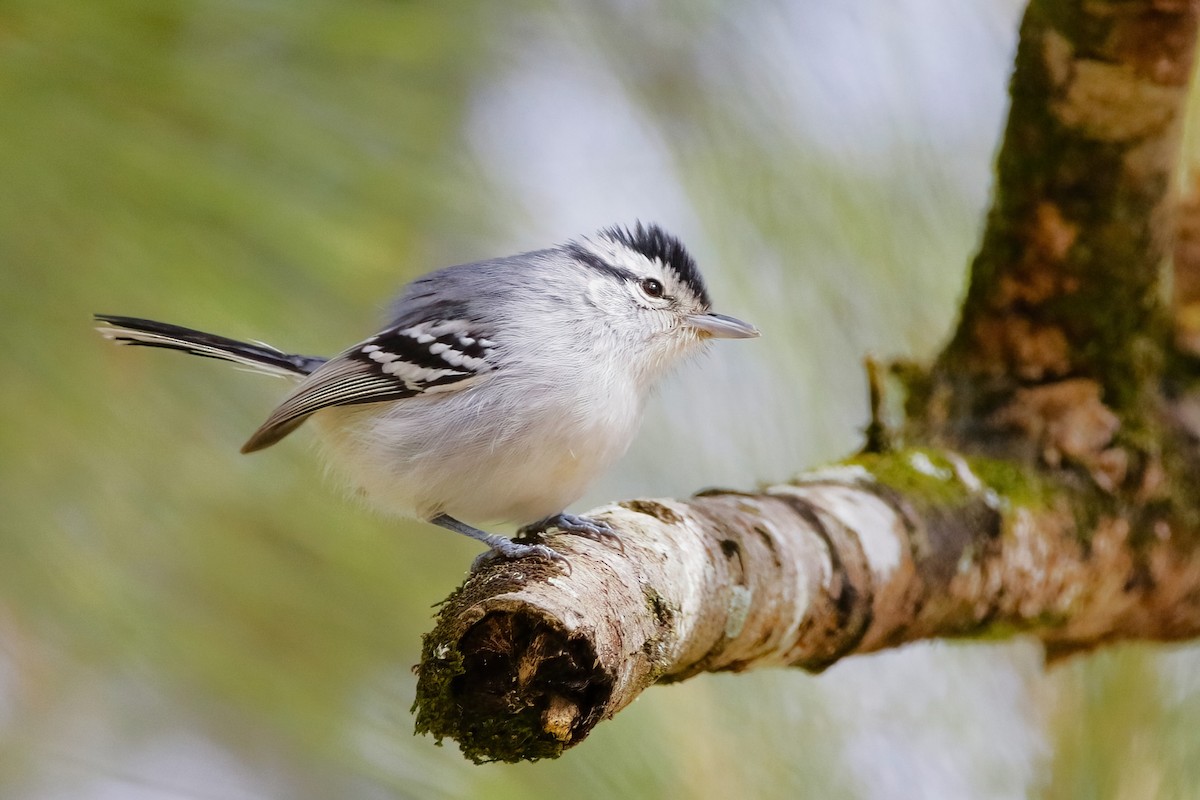 Black-capped Antwren - ML642851708