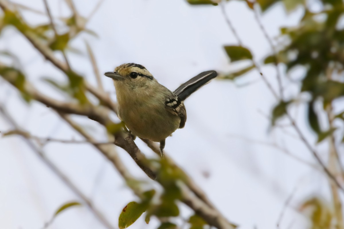 Black-capped Antwren - ML642851709