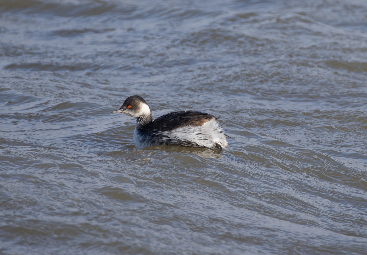 Eared Grebe - ML642851711