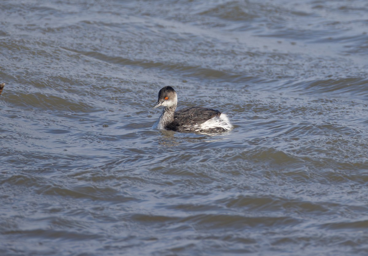 Eared Grebe - ML642851712