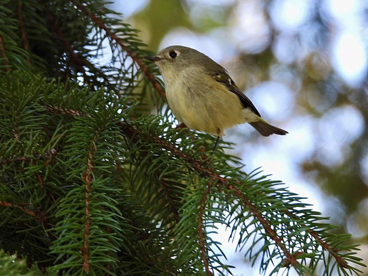 Ruby-crowned Kinglet - ML642851713