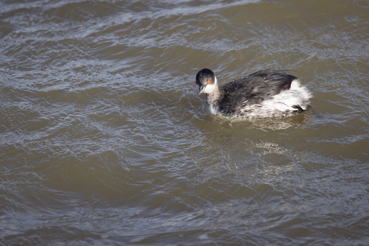 Eared Grebe - ML642851714