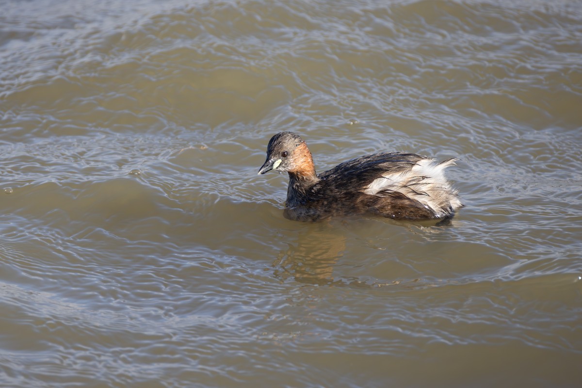 Eared Grebe - ML642851715