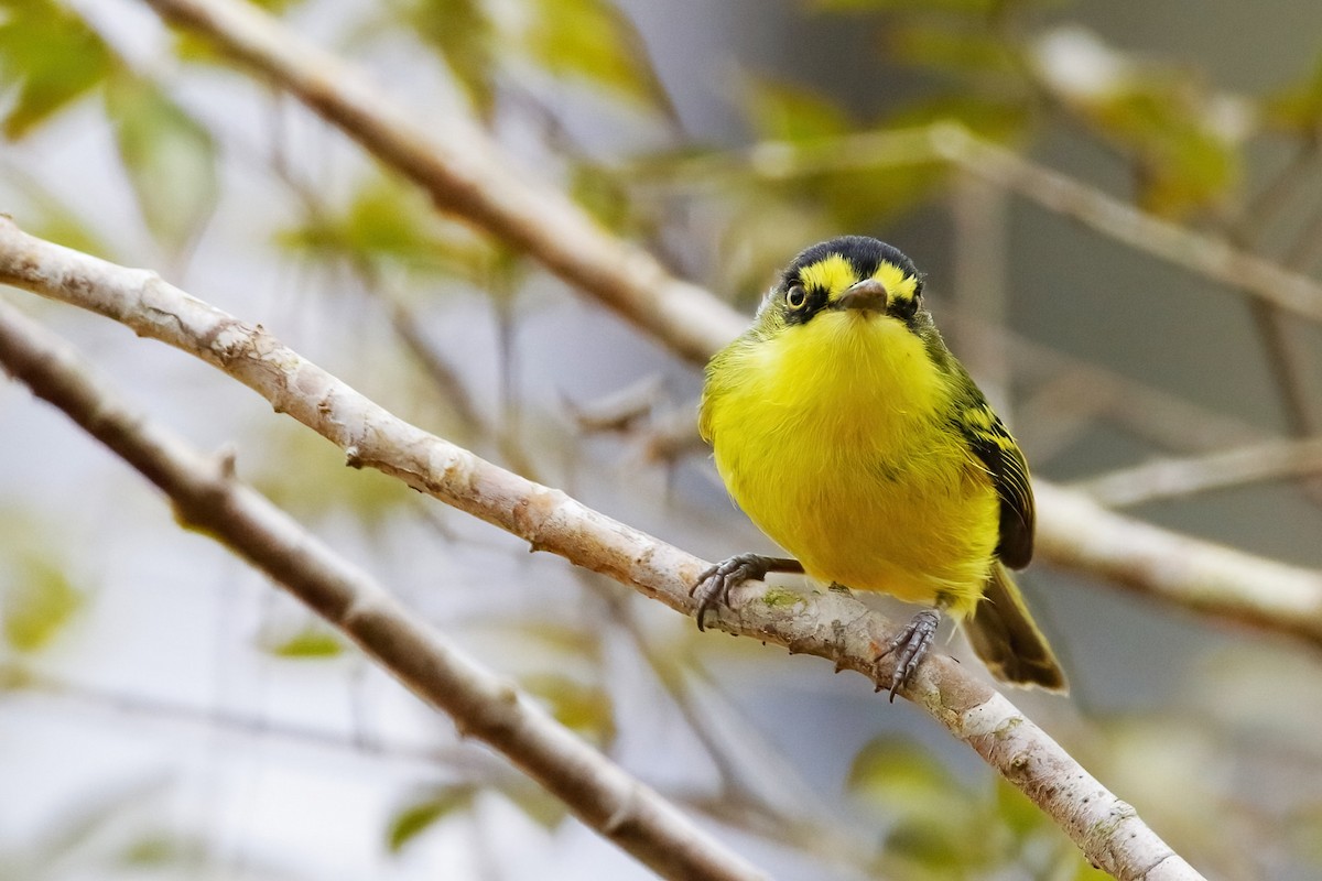 Gray-headed Tody-Flycatcher - ML642851717