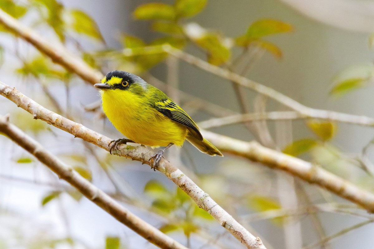 Gray-headed Tody-Flycatcher - ML642851718