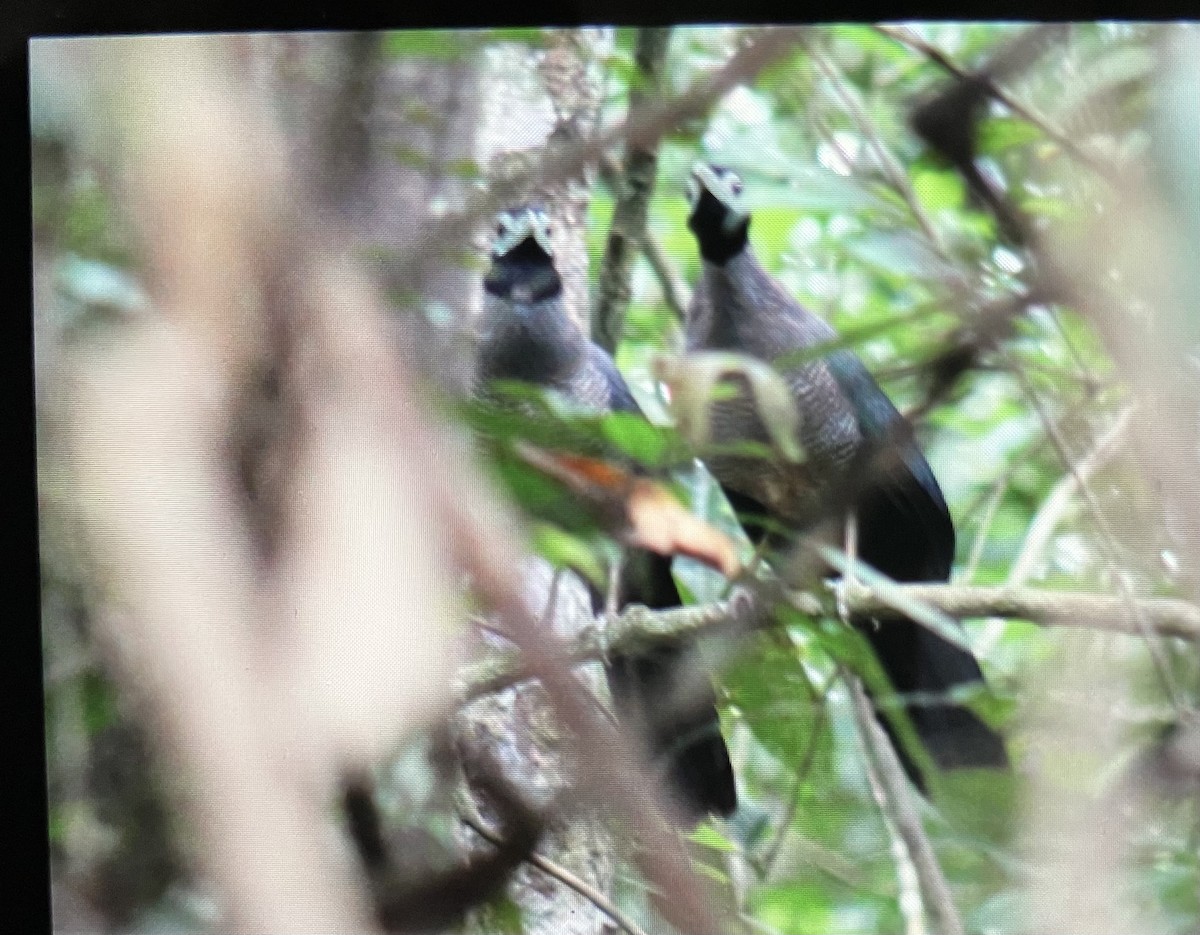 Bornean Ground-Cuckoo - ML642851719
