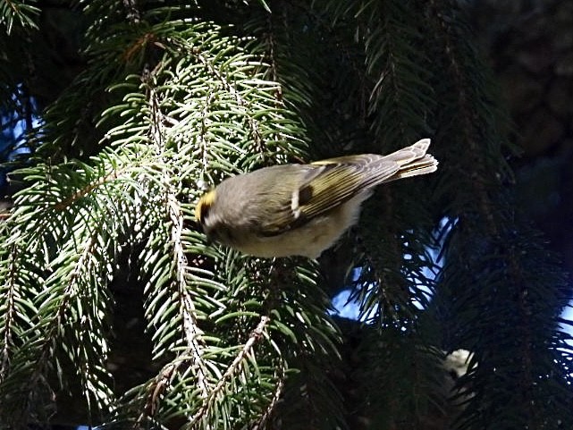 Golden-crowned Kinglet - ML642851720